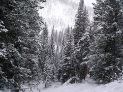 Snow Covered Trees.jpg