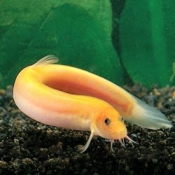 Dojo Loach Fish With Pictures 03.jpg