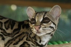 d147c_margay-733263.jpg