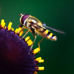02852_natureatwork_2048x2048.jpg
