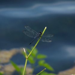 Dragonfly.jpg
