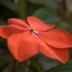 Flower.jpg