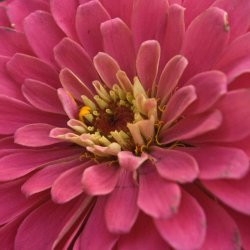 Flower2.jpg