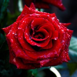 red_rose_macro_shoot-wallpaper_2048x2048.jpg
