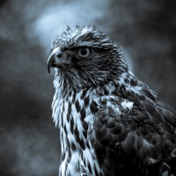wallpaper-1530006_2048x2048.jpg
