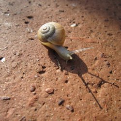 snail_2-wallpaper_2048x2048.jpg