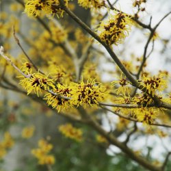 Yellow Flower.jpg