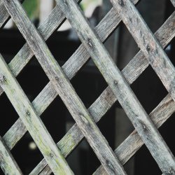 Wooden Fence.jpg