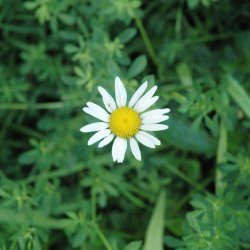 Daisy.jpg