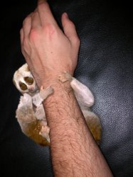 Loris_wristband.jpg