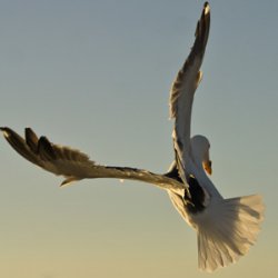 Gull.jpg