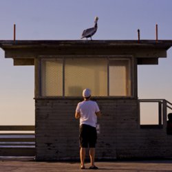 Pelican.jpg