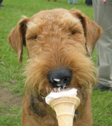 dog-with-ice-cream1.jpg