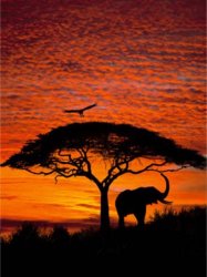 elephant_sunset.jpg