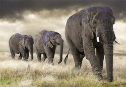 ELEPHNT LINE.jpg