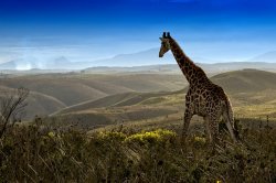 giraffe.jpg