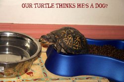 turtle dog.jpg