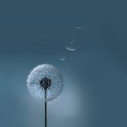 samsng_galxaxy_s3_dandelion_wallpaper_by_kingwicked-d50gln3.png