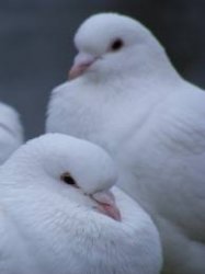 doves.jpg