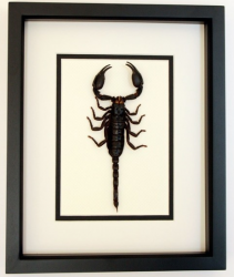 Scorpian Framed.png