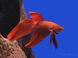 red_betta_090927a_w0480.jpg