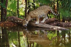 jaguar_panthera_1.jpg