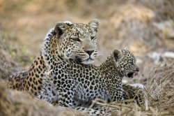 a-leopard-cub-under-the-watchful-eye-michael-poliza.jpg