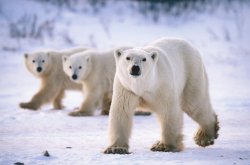 11394087-magnificent-polar-bears.jpg