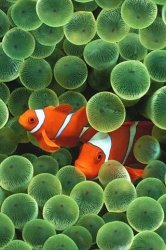 Clownfish.JPG