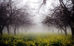 foggy-morning-107310.jpg