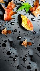 Fall Rain 02.jpg