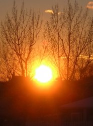 Sunset through Trees.jpg