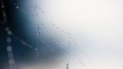 Rain_Drops_by_MrChuang.jpg