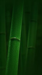 Bamboo.jpg