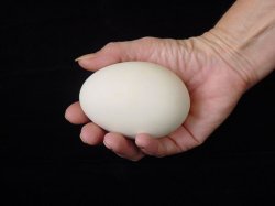 2-Hand-with-goose-egg.jpg