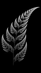 Silver Fern 01.jpg