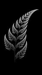 Silver Fern 02.jpg