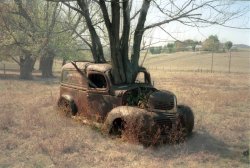 Just-a-tree-growing-through-a-car.jpg