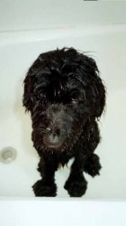 puppy in tub.jpg