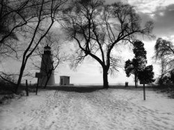 turkey point trees b&w.jpg