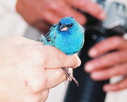 Indigo Bunting.jpg