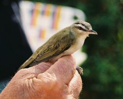 Red Eyed Vireo.jpg