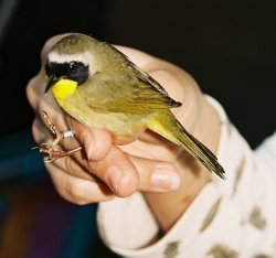 Common Yellowthroat.jpg