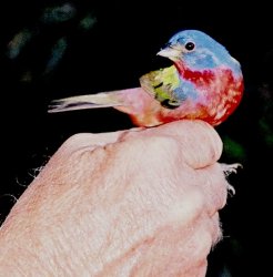 Painted Bunting I.jpg