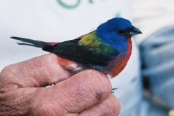 Painted Bunting II.jpg