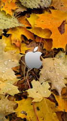 fall_logo2.png