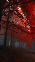 Red Forest 02.jpg