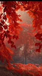 Red Forest 03.jpg