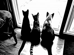 B&W cats.JPG