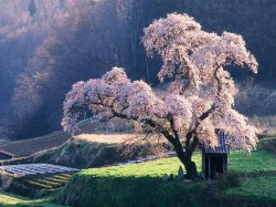 hd-wallpapers-cherry-blossom-tree-in-mysty-morning-japanese-blossoming-wallpaper-e-rgl-1024x768-.jpg